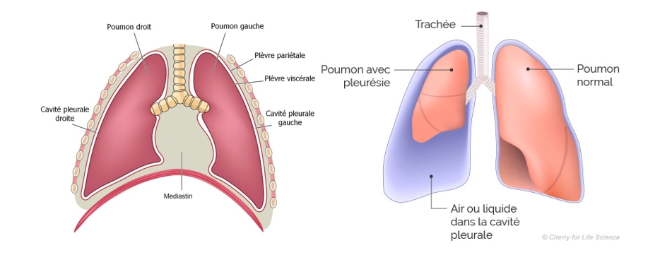 Pneumologie - Allergologie respiratoire - Oncologie Thoracique